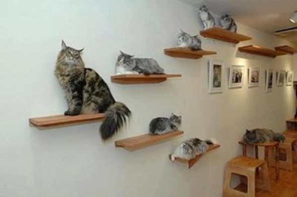 Escadas para gatos nas paredes 006