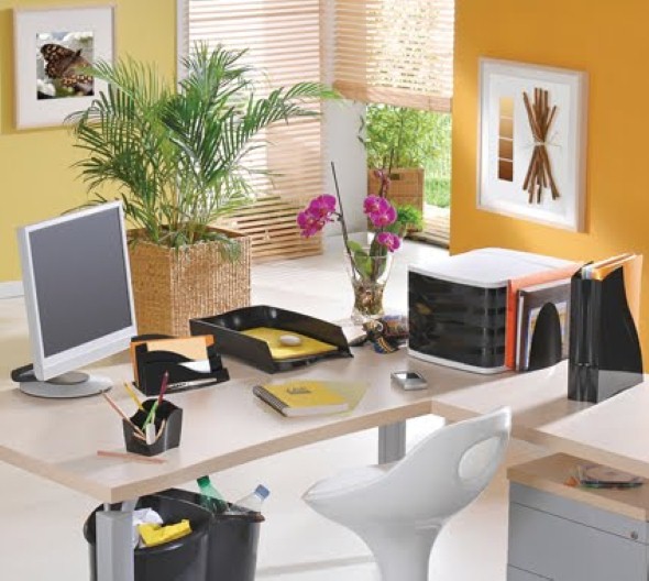 14 tipos de plantas para decoração de consultório ou escritório