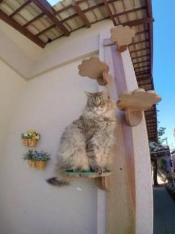 Escadas para gatos nas paredes 014