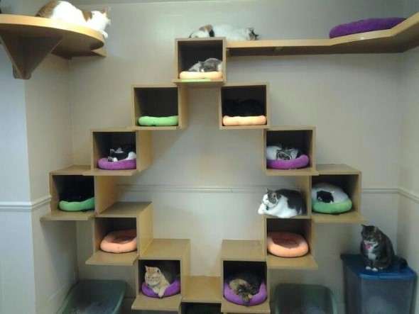 Escadas para gatos nas paredes 015