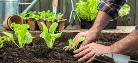 Dicas para fazer uma horta em casa